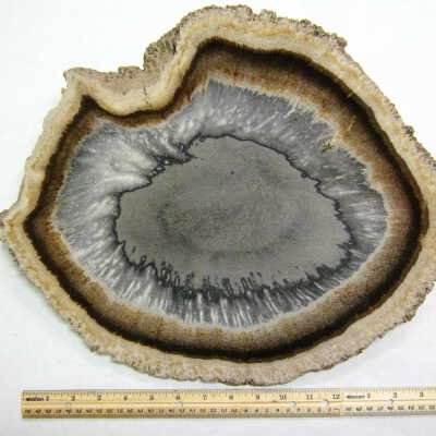 Petrified Wood