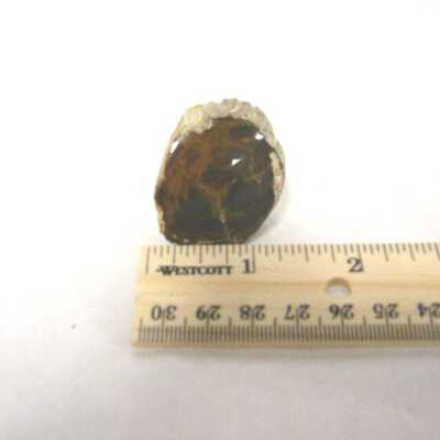 Petrified Wood