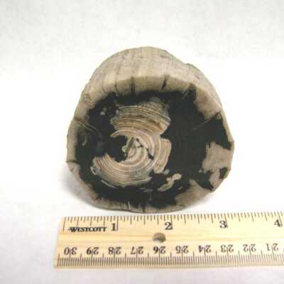 Limb Cast