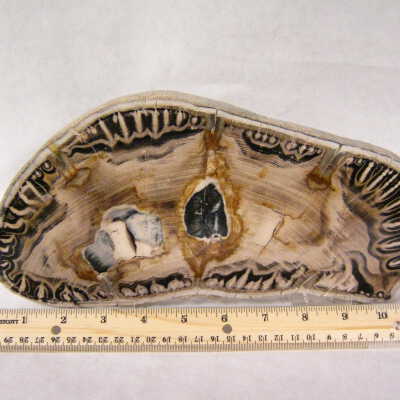 Petrified Wood