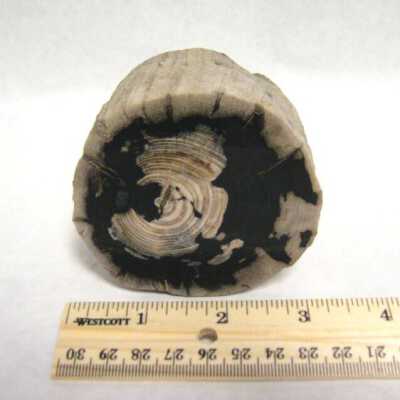 Limb Cast