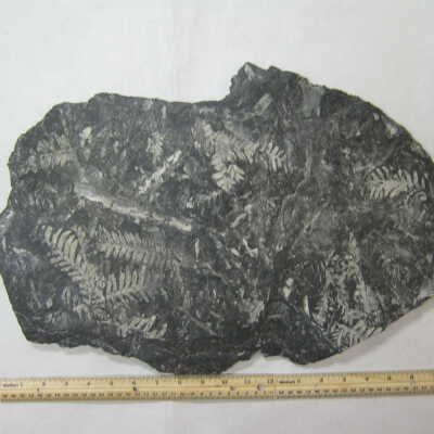 Fern Fossil Plate