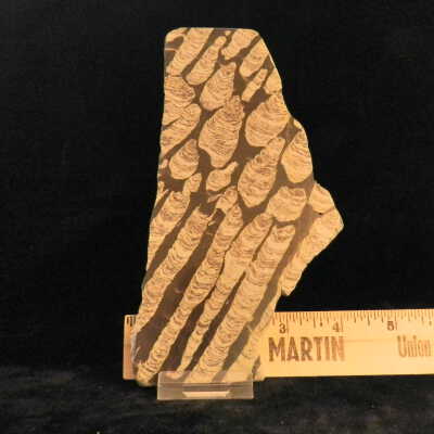 Stromatolite