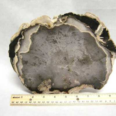 Petrified Wood