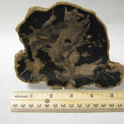 Petrified Wood