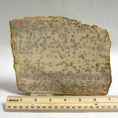 Salt Wood