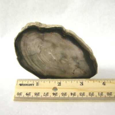 Petrified Wood
