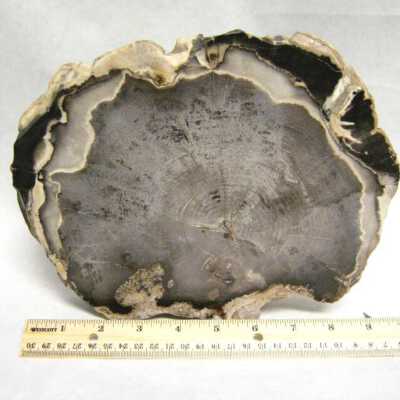 Petrified Wood