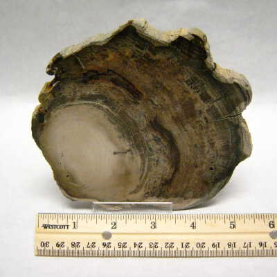Basswood