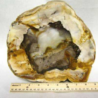 Petrified Wood