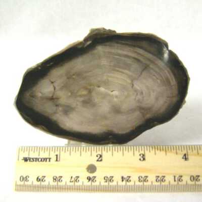 Petrified Wood