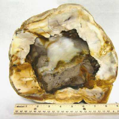 Petrified Wood