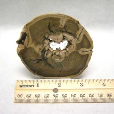 Petrified Wood