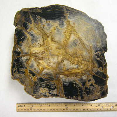 Petrified Wood