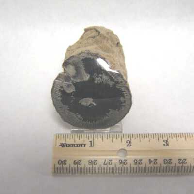 Limb Cast