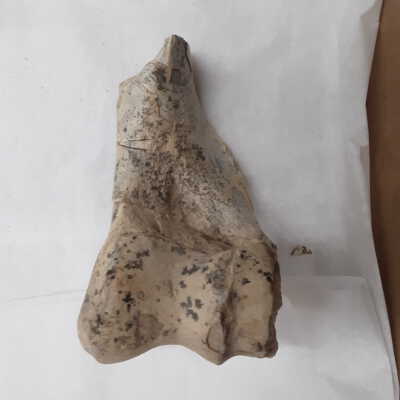 Distal half