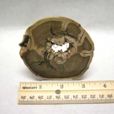 Petrified Wood