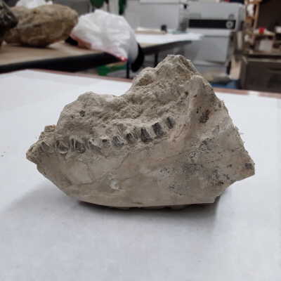 Oreodont Lower Mandible and Partial Ramii