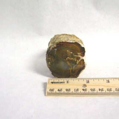 Limb Cast