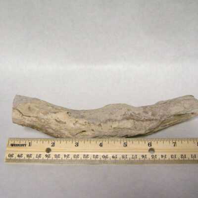 Petrified Wood