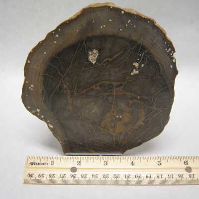 Petrified Wood