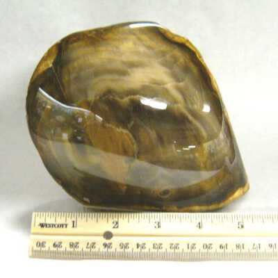 Petrified Wood