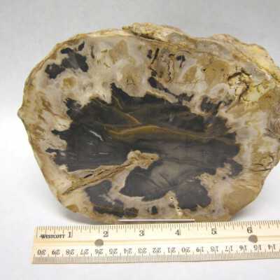 Limb Cast
