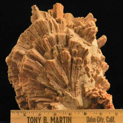 Coral (fossil)