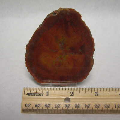 Araucaria