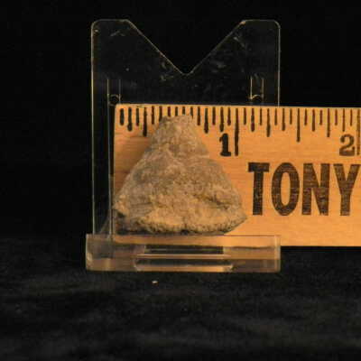Crinoid