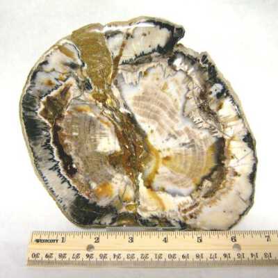 Petrified Wood