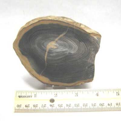Limb Cast