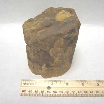Limb Cast