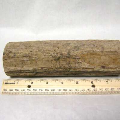 Limb Cast