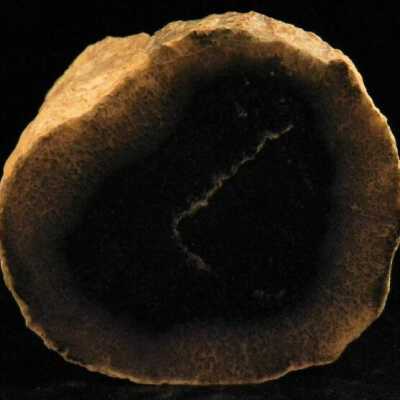 Fossilized Bone