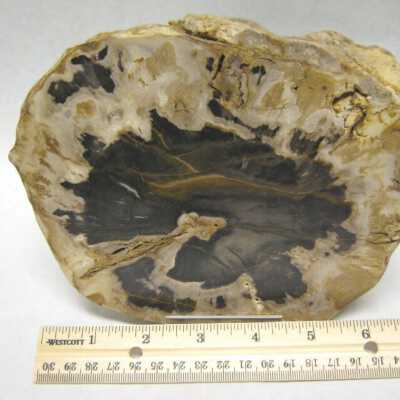 Limb Cast
