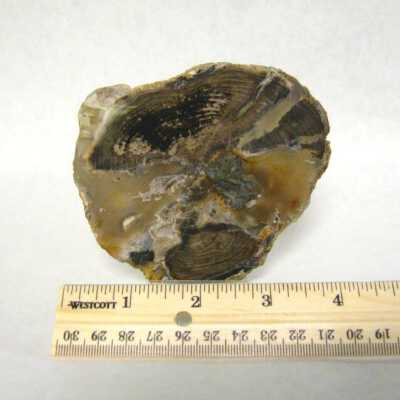 Petrified Wood