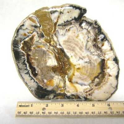 Petrified Wood