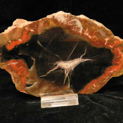 Petrified Wood