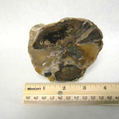 Petrified Wood