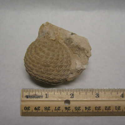 Aracaria Seed Cones
