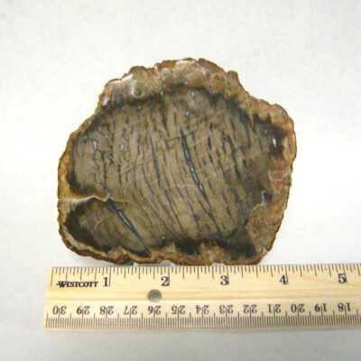 Petrified Wood