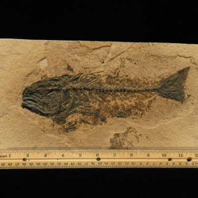 Mioplosus (Perch)