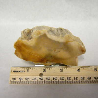 Opalized Spruce