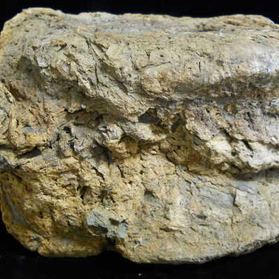Tyrannosaurus-Rex (vertebrae)