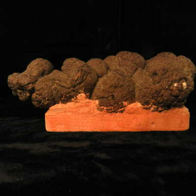 Coprolite