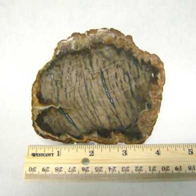 Petriified Wood