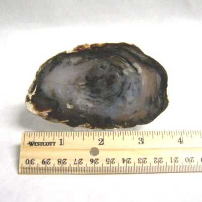 Petrified Wood