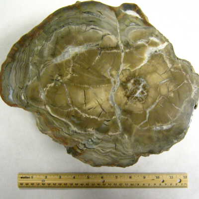 Petrified Wood