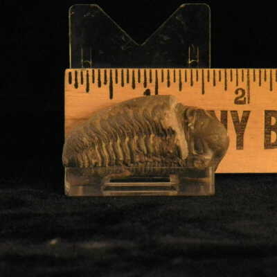 Trilobite